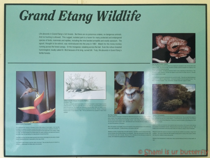 Grand Etang Wildlife