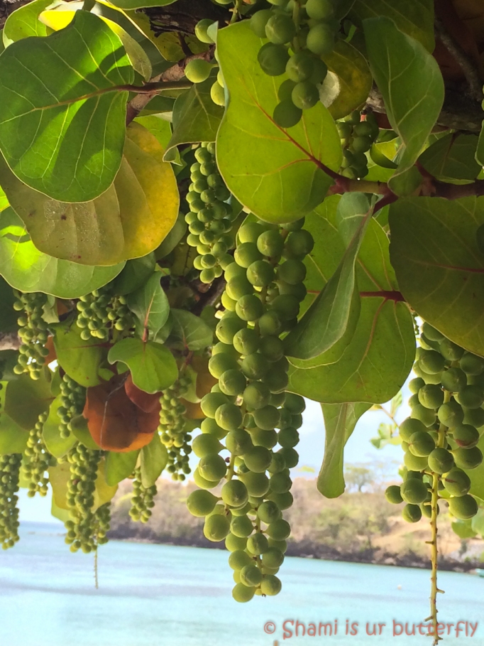 Sea Grapes at Morne Rogue Beach, Grenada